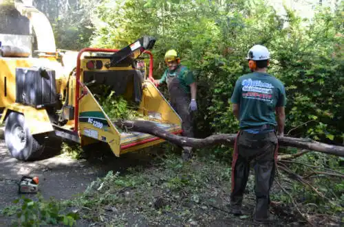 tree services Santa Maria